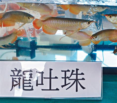 龍吐珠魚價錢